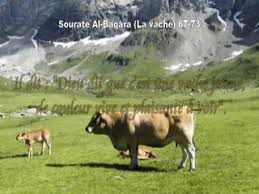 baqara2