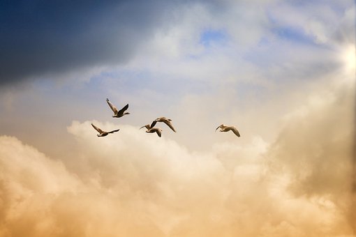 Des Oiseaux, En Volant, Liberté, Canards