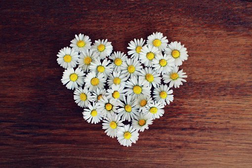 Marguerites, Cœur, Daisy Cœur, Amour