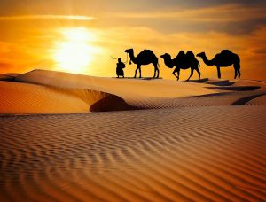 quel animal peut on manger islam