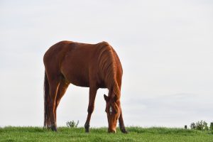 quel animal peut-on manger en islam