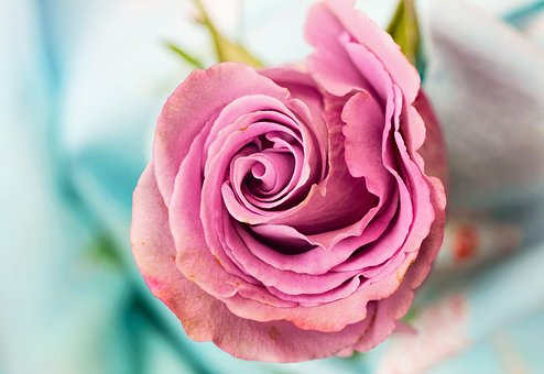 Rose, Fleur, Pétale, Amour, Floral