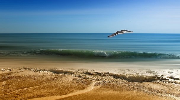 Mouette, Plage, L'Été, Mer, Sable